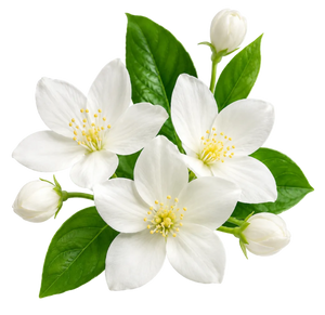 Middle Note Fragrance Ingredient | KAVIOR Inspired Perfume